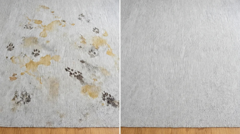 Antes y después SrFirulais — alfombra