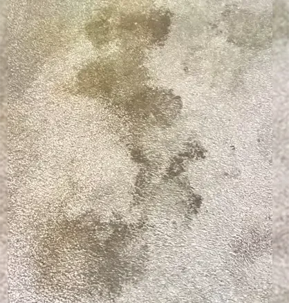 Antes y después SrFirulais — alfombra