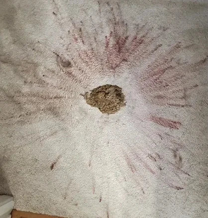 Mancha de mascota en la alfombra